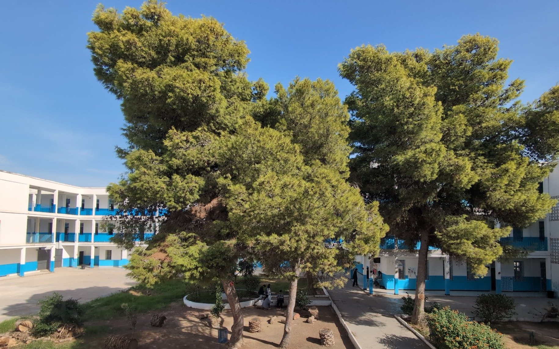 The central garden with its pine trees, between the blue-and-white wings