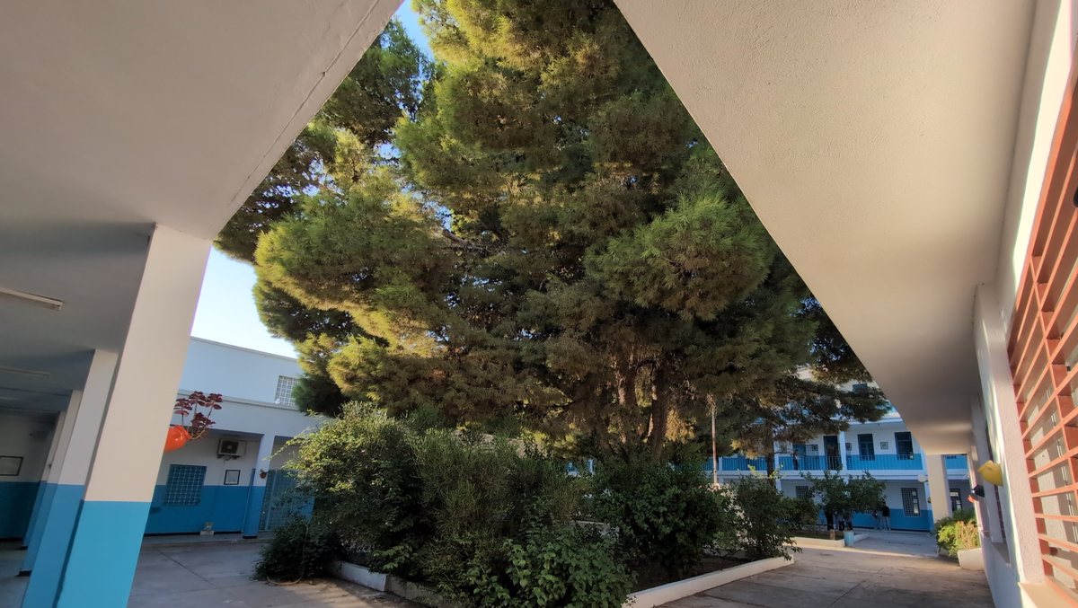 An inner courtyard with pine trees, autumn 2026
